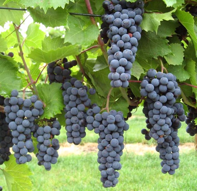 Grapes Ready to Harvest